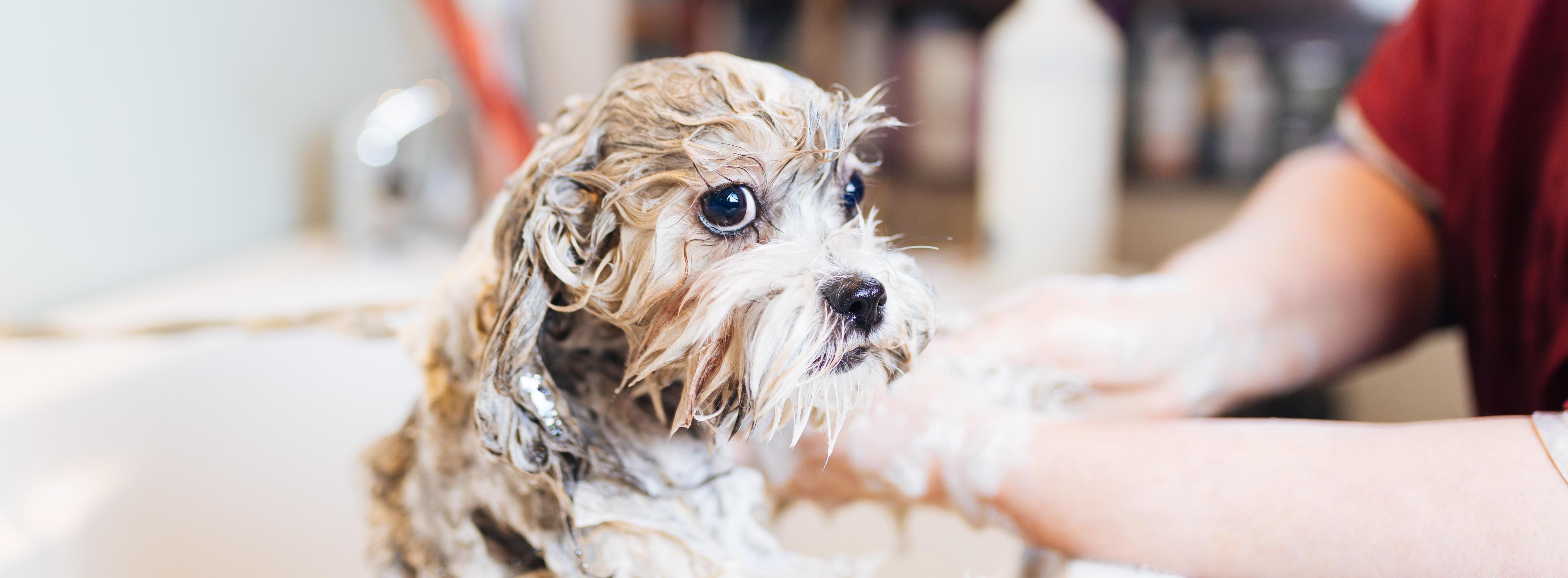 hansgrohe DogShower - Produkte aus dem Inno-Lab hansgrohe DogShower - Produkte aus dem Inno-Lab
